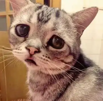  鬼畜猫咪表情包,看完之后整个人都丧了