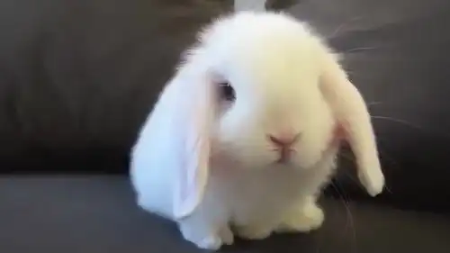  享看