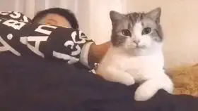  特别爱粘脚的猫咪