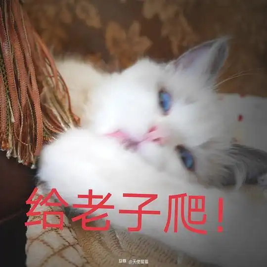 天使猫猫的相册可爱猫猫的奇怪表情包