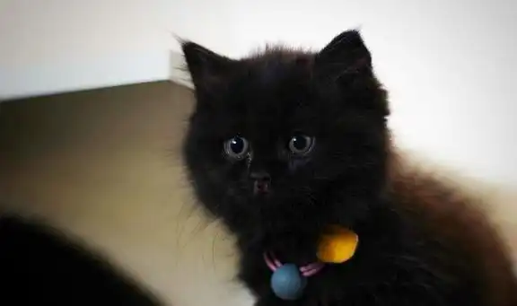  为什么养黑猫的人那么少这些原因太现实了吧