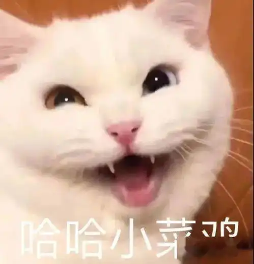  word很大丨第153期喵表情