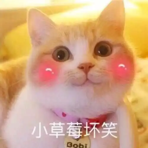 吸喵小分队