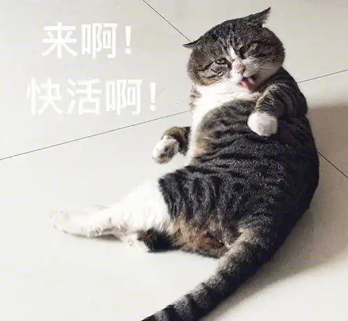  铲屎官晒猫咪丑萌照,画风清奇,网友够沙雕配做我的猫