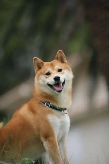  灰柴犬贱萌表情包