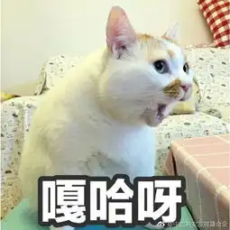  网红猫楼楼去世虽然你可能不知道这只猫叫什么名字,