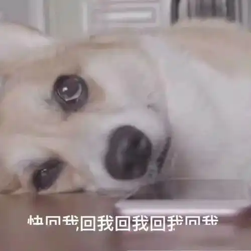  你可以不养狗,但一定要有表情包