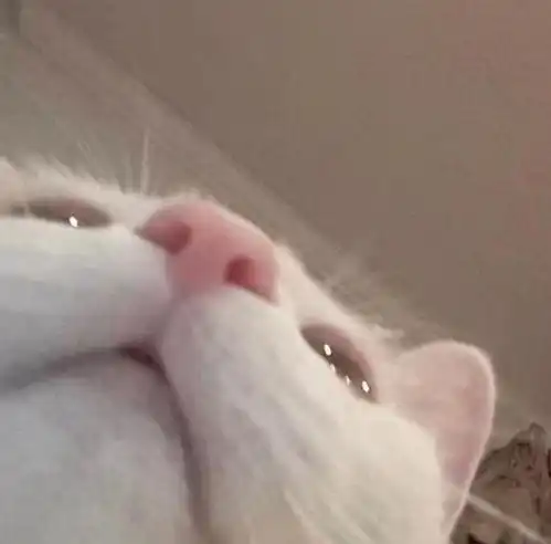  玫瑰沾白糖的相册天使猫猫的表情包