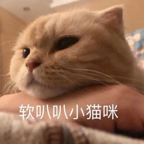  网红猫咪橘猫沙梨表情包第十弹