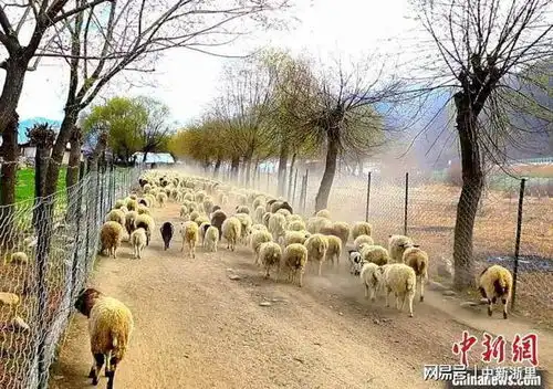  2022年国人每晚平均睡眠7.40小时当代人的睡眠问题是