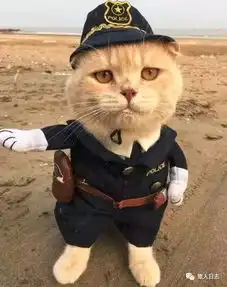 啊啊啊前方吸猫高能怎么可以这么可爱