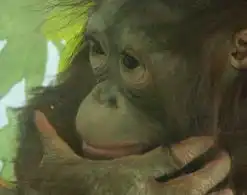  上海动物园为2岁猩猩征女友寂寞无处诉