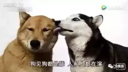  害怕友谊翻船低能量社交时代,我们都成了小心翼翼的舔狗