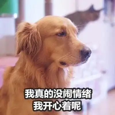 网友给家里的狗狗买了衣服,没有金毛的......