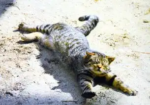  日本打滚猫咪爆红被赞激萌自然又暖心图