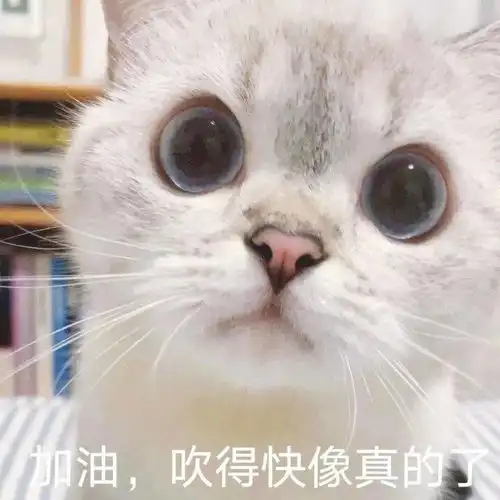 网红猫表情包歪嘴
