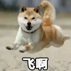  柴犬丨汪界表情包的鼻祖