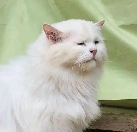  猫天生眼睛小,它看起来表情不是很开心的样子,这表情好苦