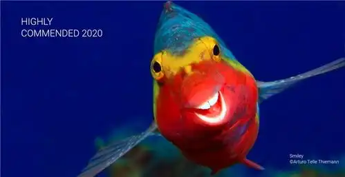  2020年搞笑野生动物摄影奖公布