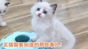  布偶猫遛猫户外探索杏仁出去玩开开心心结果不愿意回家还要喵呜呜的骂骂咧咧不给擦爪爪д