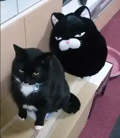  招牌厌世脸黑喵意外撞脸馒头猫网惊相似度99
