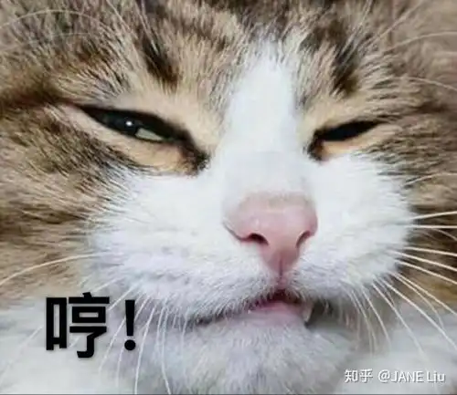  有没有猫咪表情包