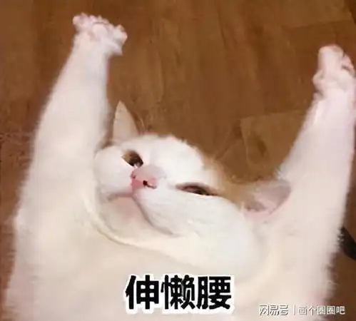  猫咪爱伸懒腰,不是舒展筋骨,是在给你信号