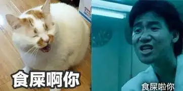  那只用表情入侵地球的网红猫,今天终于要回喵星了