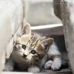  猫咪作为高冷的超级萌宠,收获了无数粉丝