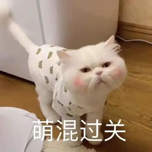  表情包网红猫咪腮红球系列