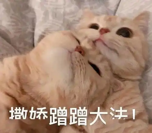  可爱的猫咪表情大全,请收藏备用
