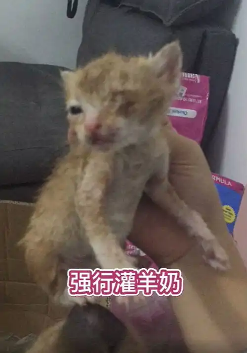  网红猫敦敦突然去世,我最爱的表情包回喵星了