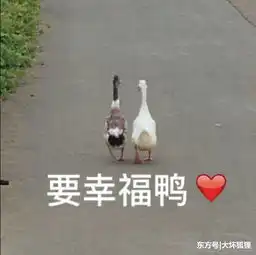  向往的生活点点走了,蘑菇屋却新添4位成员,崽子还没取名呢