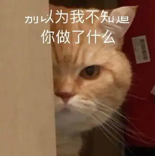  没想到我的这些行为,却让猫咪承受着痛苦
