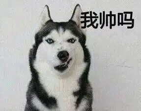  说好的惊喜呢金毛看见生日礼物就惆怅了