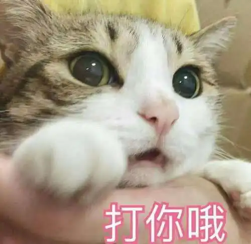 猫咪开心表情包吃糖