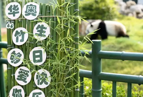  国宝生日会众人送祝福济南动物园大熊猫华奥17岁啦