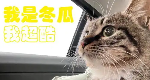  小猫咪冬瓜表情包上线云养猫不容易