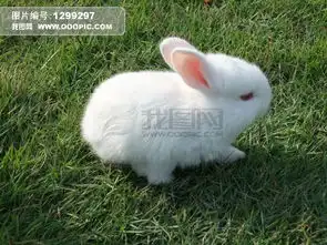  白兔子长什么样的图片