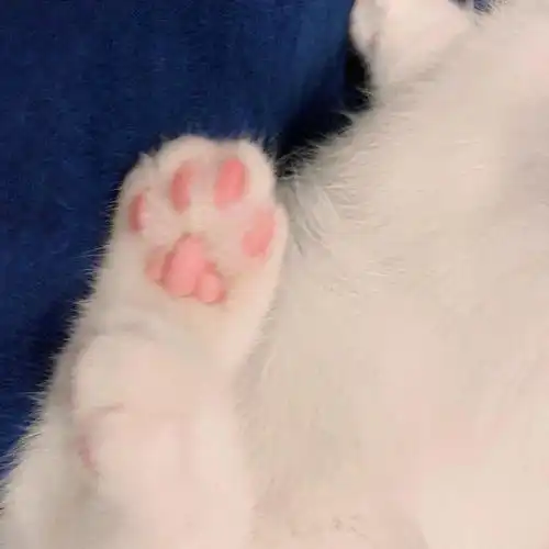  网红猫咪小奶猫蛋崽表情包三
