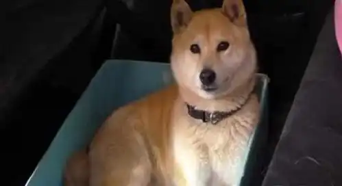  柴犬表情特别多,跟猫咪的表情很像,它难道不是狗
