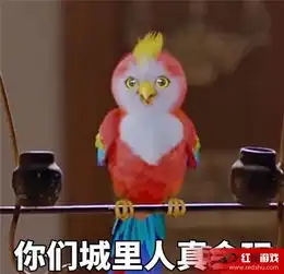  楚乔传鹦鹉是什么品种怎么来的楚乔传鹦鹉表情包盘点
