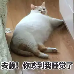  这只网红猫的表情包,够你们用到年底了