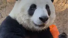  大熊猫表情包之发怒的包租婆