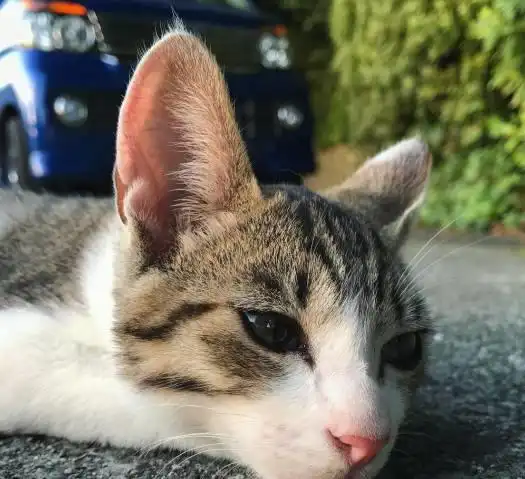  从怀孕到生产,猫妈妈们都经历了哪些事情