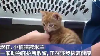  可怜又无助8个月中国小橘猫被误关集装箱漂洋过海
