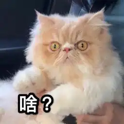  猫咪表情包合集我没事,我很快乐
