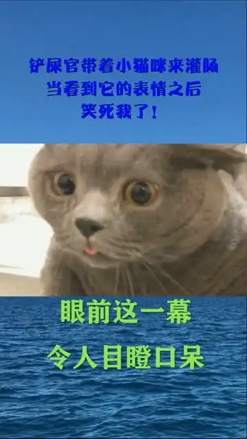  铲屎官带着小猫咪来灌肠,当看到它的表情之后,笑死我了