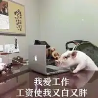  很火的小香猪的表情包微信头像图片大全