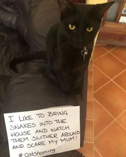  一群被迫认错的猫猫我错了,但下次还敢